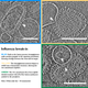 Image: Kelly Lee Lab